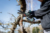 Akumulatorowa pilarka do drewna Metabo MS 18 LTX 15 (600856500) 